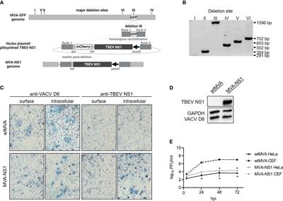 Induction of humoral and cell-mediated immunity to the NS1 protein of TBEV with recombinant Influenza virus and MVA affords partial protection against lethal TBEV infection in mice